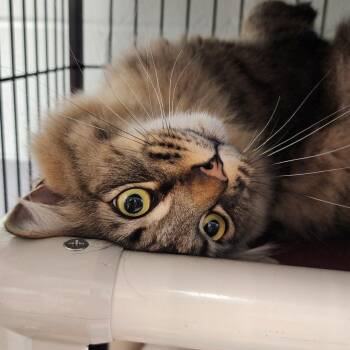Domestic Medium Hair Cats Available for Adoption in Columbus, North Carolina - Merlin | PetCurious