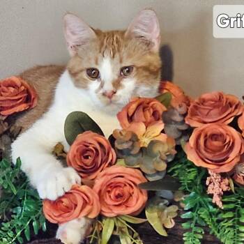 Griffin -  Domestic Short Hair Cat for Adoption in Rochester, Minnesota - Griffin | PetCurious