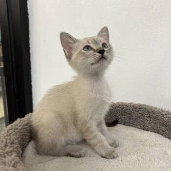 Tadpole -  Siamese Cat for Adoption in Palmetto, Florida - Tadpole | PetCurious