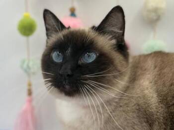 Domestic Short Hair Cats Available for Adoption - Louise | PetCurious