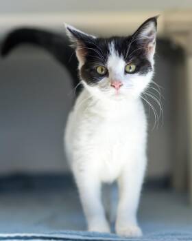 THORN (0156) -  Domestic Short Hair Cat for Adoption in Bridgeport, Connecticut - THORN (0156) | PetCurious