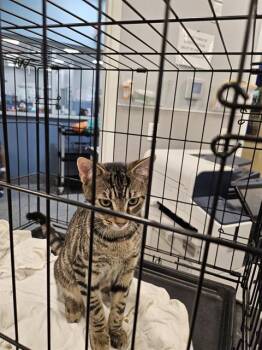 Domestic Short Hair Cats Available for Adoption in Palmetto, Florida - QUINCY | PetCurious