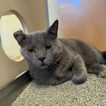 Bogeera -  Domestic Short Hair Cat for Adoption in Rifle, Colorado - Bogeera | PetCurious