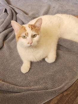 Sunshine -  Domestic Short Hair Cat for Adoption in Mission Viejo, California - Sunshine | PetCurious