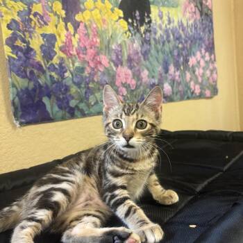 Ivy -  Domestic Short Hair Cat for Adoption in Statesboro, Georgia - Ivy | PetCurious