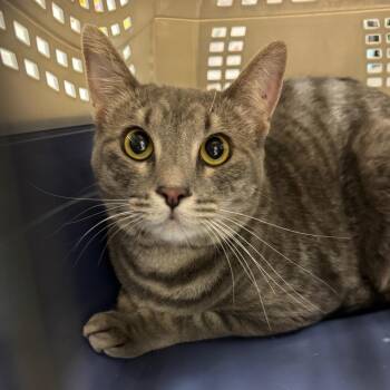 Char -  Domestic Short Hair Cat for Adoption in Murray, Utah - Char | PetCurious