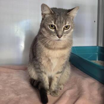 Polly -  Domestic Short Hair Cat for Adoption in Houston, Texas - Polly | PetCurious