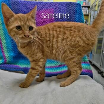Satellite -  Domestic Short Hair Cat for Adoption in Parkersburg, West Virginia - Satellite | PetCurious