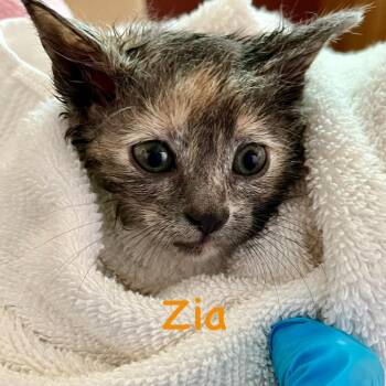 Zia -  Domestic Short Hair Cat for Adoption in Lakewood, Colorado - Zia | PetCurious