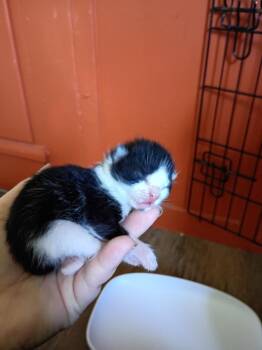 Peanut -  Domestic Short Hair Cat for Adoption in Hardeeville, South Carolina - Peanut | PetCurious