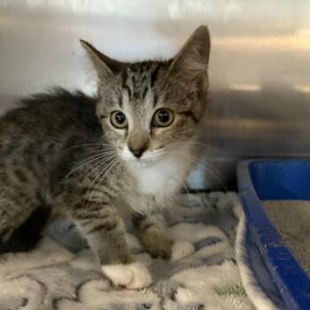 Rescue Domestic Short Hair Cats for Adoption in Antioch, California - Azlette | PetCurious