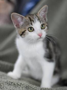 Artie -  Domestic Medium Hair Cat Available for Adoption in Montgomery, Texas - Artie | PetCurious