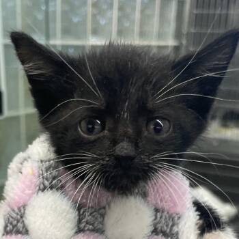 Spice -  Domestic Short Hair Cat for Adoption in West Palm Beach, Florida - Spice | PetCurious