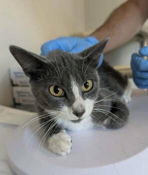 Loot -  Domestic Short Hair Cat for Adoption in Bolivar, Missouri - Loot | PetCurious