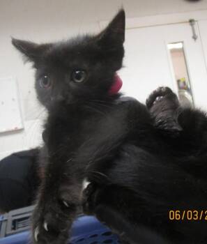 Feather(701) -  Domestic Short Hair Cat for Adoption in Marietta, Georgia - Feather(701) | PetCurious