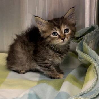 Dr. Zooms-a-lot -  Domestic Long Hair Cat for Adoption in Kansas City, Kansas - Dr. Zooms-a-lot | PetCurious