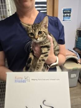 Rescue Domestic Short Hair Cats for Adoption in Vancouver, Washington - Lotus | PetCurious