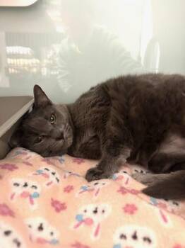 Domestic Short Hair Cats Available for Adoption in Muskegon, Michigan - Miss Ellie | PetCurious
