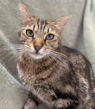 Spencer Laveen -  Domestic Short Hair and Tabby Cat for Adoption in Chandler, Arizona - Spencer Laveen | PetCurious