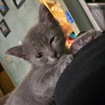 Spaghetti -  Domestic Short Hair Cat for Adoption in Houston, Texas - Spaghetti | PetCurious