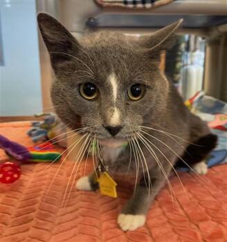 FROGGY -  Domestic Short Hair Cat for Adoption in St. Louis, Missouri - FROGGY | PetCurious
