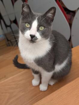 Rescue Domestic Short Hair Cats for Adoption in Los Angeles, California - Tino | PetCurious