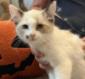 Bitsy -  Snowshoe and Domestic Medium Hair Cat for Adoption in North Highlands, California - Bitsy | PetCurious