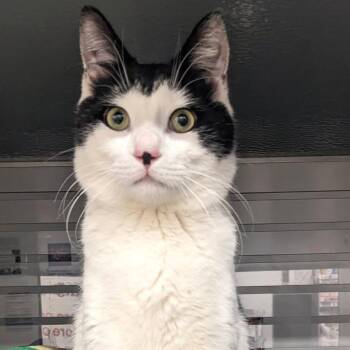 Domestic Short Hair Cats Available for Adoption - Tobar | PetCurious