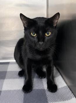 Fifi -  Domestic Short Hair Cat for Adoption in Cuyahoga Falls, Ohio - Fifi | PetCurious