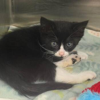 Domestic Short Hair Cats Available for Adoption in Marshall, Texas - Boots | PetCurious
