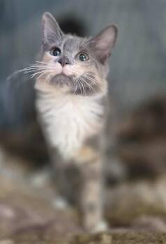 Rescue Domestic Medium Hair Cats for Adoption in Ocean Springs, Mississippi - Moe | PetCurious