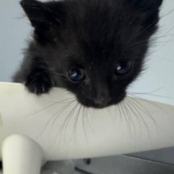 Domestic Medium Hair Cats Available for Adoption in Columbus, Georgia - Buford 3833 | PetCurious