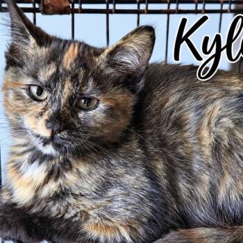 Kylie (PM group) -  Domestic Medium Hair Cat for Adoption in Lancaster, Ohio - Kylie (PM Group) | PetCurious
