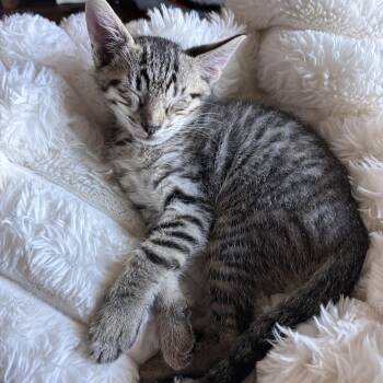 Rescue Domestic Short Hair Cats for Adoption in Mililani, Hawaii - Dill | PetCurious