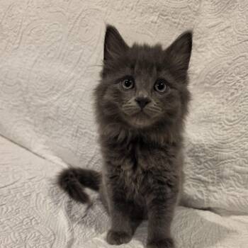 Pudge -  Domestic Long Hair Cat for Adoption in Lauderdale, Minnesota - Pudge | PetCurious