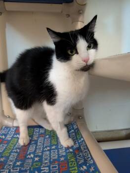 Music Box -  Domestic Short Hair Cat for Adoption in Santa Rosa, California - Music Box | PetCurious