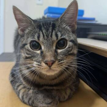 Domestic Short Hair Cats Available for Adoption - Gnocchi  | PetCurious