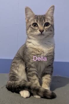 Rescue Domestic Short Hair Cats for Adoption in New Bern, North Carolina - DELLA Kitten | PetCurious