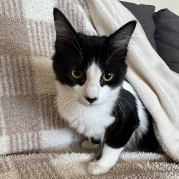 Rescue Domestic Medium Hair Cats for Adoption in Brea, California - Charcoal | PetCurious