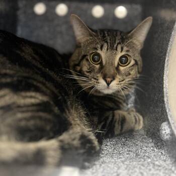 Sausage -  Domestic Short Hair Cat for Adoption in Salt Lake City, Utah - Sausage | PetCurious