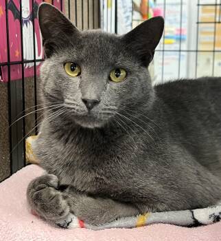 Earl -  Domestic Short Hair Cat for Adoption in Johnston, Rhode Island - Earl | PetCurious