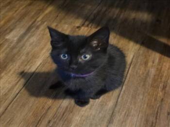 Rescue Domestic Short Hair Cats for Adoption in Woodland, California - *PINKIE | PetCurious