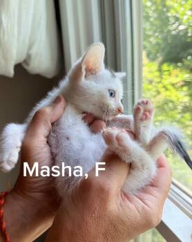 Masha -  Domestic Short Hair Cat for Adoption in Shrewsbury, Massachusetts - Masha | PetCurious
