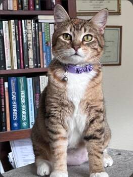 Penelope -  Domestic Short Hair Cat Available for Adoption in Vancouver, Washington - Penelope | PetCurious