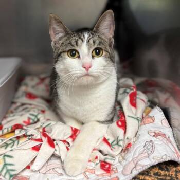 Domestic Short Hair Cats Available for Adoption in Chehalis, Washington - Dee Dee | PetCurious