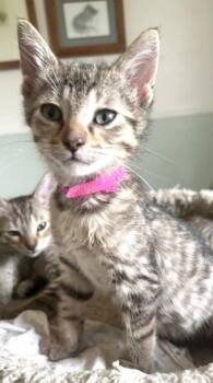Kyle -  Domestic Short Hair Cat for Adoption in Battle Creek, Michigan - Kyle | PetCurious