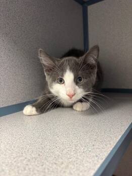 Akamaru -  Domestic Short Hair Cat for Adoption in Liverpool, New York - Akamaru | PetCurious