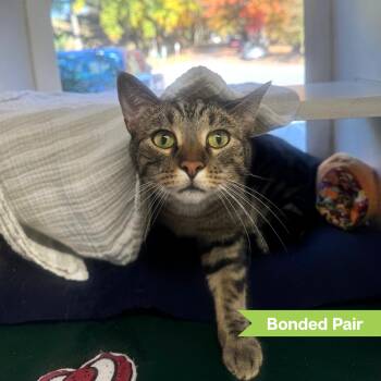 Biscuit (bonded with Cinnamon) -  Domestic Short Hair Cat for Adoption in Reisterstown, Maryland - Biscuit (bonded With Cinnamon) | PetCurious