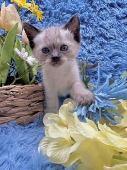 Domestic Short Hair Cats Available for Adoption in Huntington Beach, California - Maui (Kona) | PetCurious