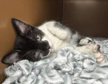 Scorpio $75 @ Petsmart -  Domestic Short Hair Cat for Adoption in Seneca, South Carolina - Scorpio $75 @ Petsmart | PetCurious